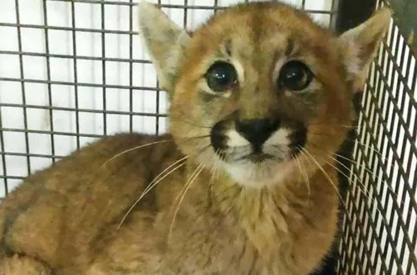 Paseaba a su perro en el pueblo y se encontró con un puma cachorro