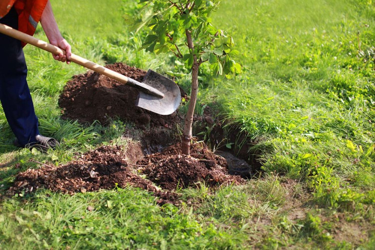 Plantación de árboles en la semana del árbol