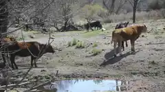 Chaco buscan declarar la emergencia agropecuaria 
