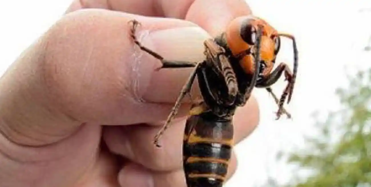 los apicultores consideran que no se le está dando la importancia suficiente al repunte de esta especie