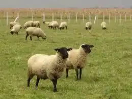 Entre Ríos participó en el análisis de políticas de ganadería ovina y caprina