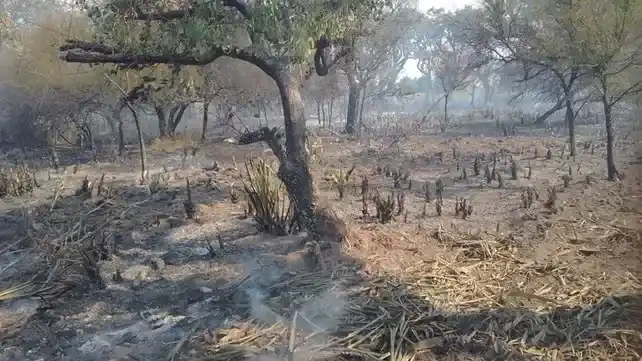 Bomberos exhaustos: Los incendios en el Delta no dan respiro