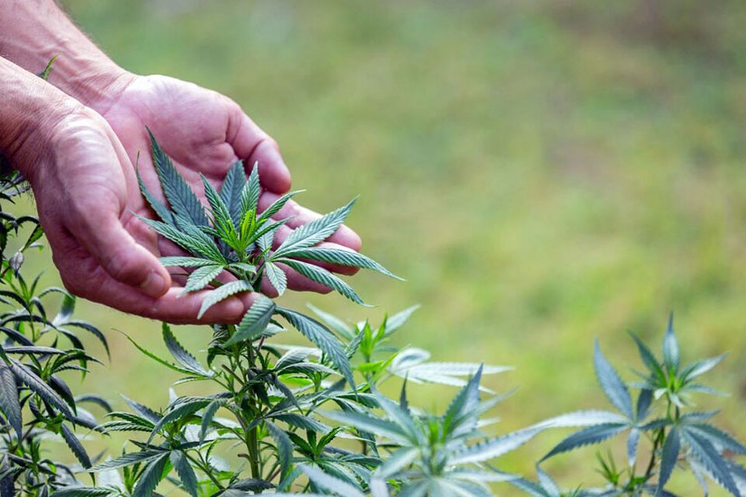 Cultivo de cannabis: más de 60 personas ya tienen autorización