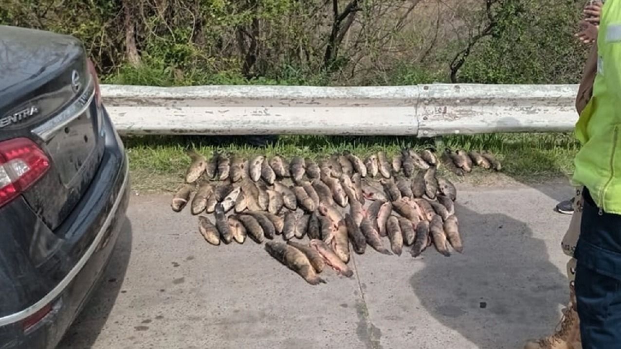 Secuestraron 85 tarariras, vizcachas y armas de fuego transportadas de forma irregular