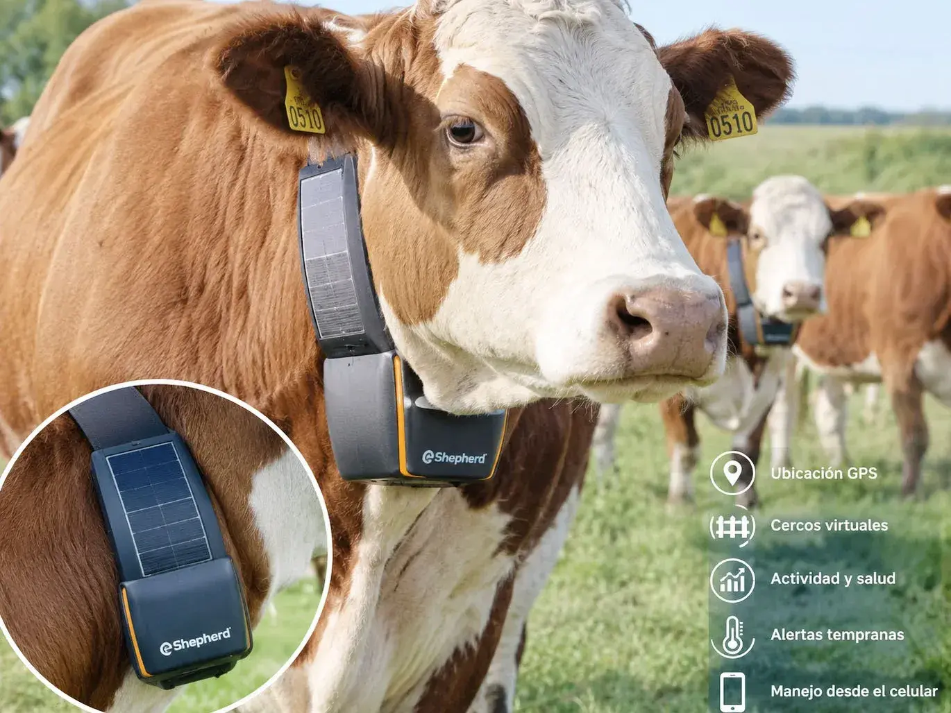 El alambrado que desaparece: vacas controladas desde el celular