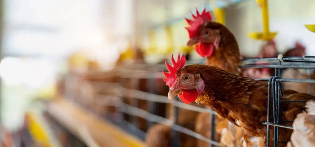Influenza aviar: Se confirmó un caso positivo en aves comerciales en Los Toldos