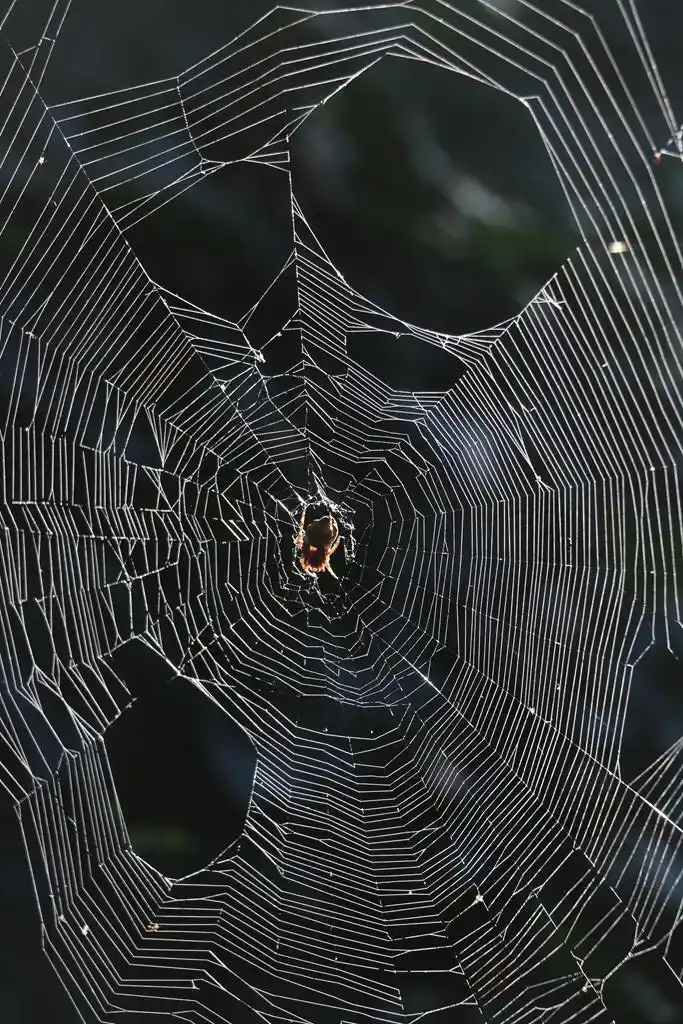 #Instantáneas: Araña