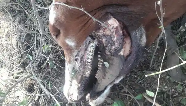 ¿Chupacabras en Catarmarca?