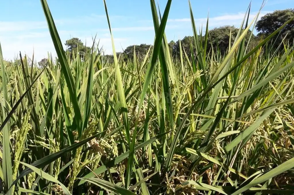 Las lluvias entorpecen una buena cosecha arrocera en Santa Fe