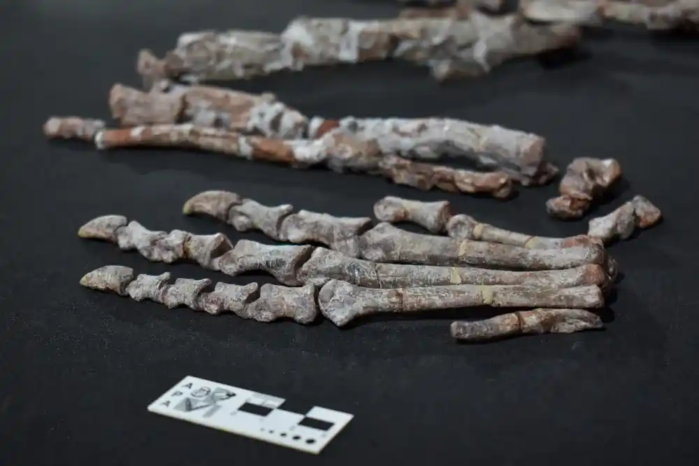 La Universidad Nacional de La Plata participó del hallazgo de uno de los dinosaurios más antiguos del mundo