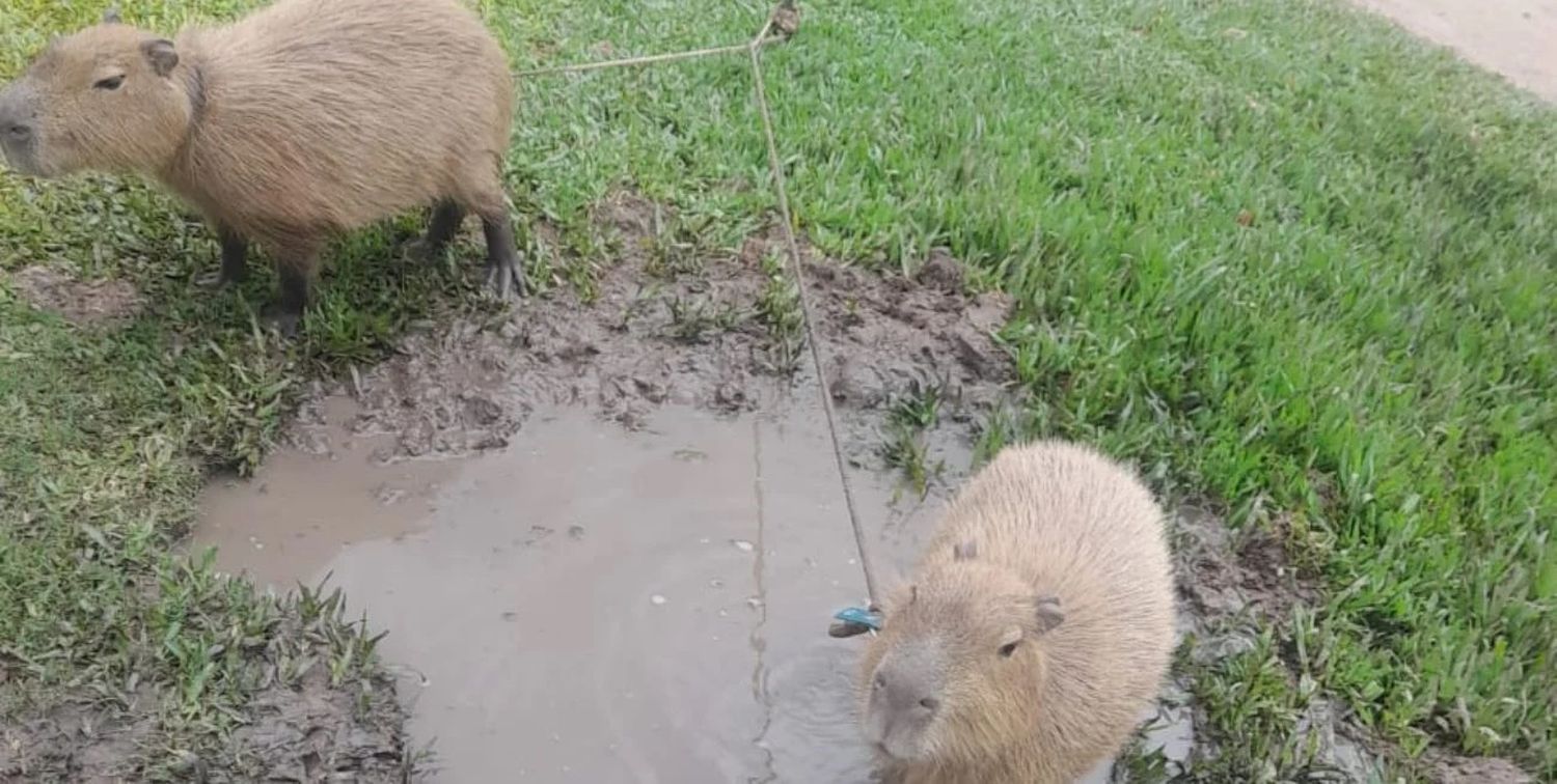 Los animales fueron rescatados por la policía.