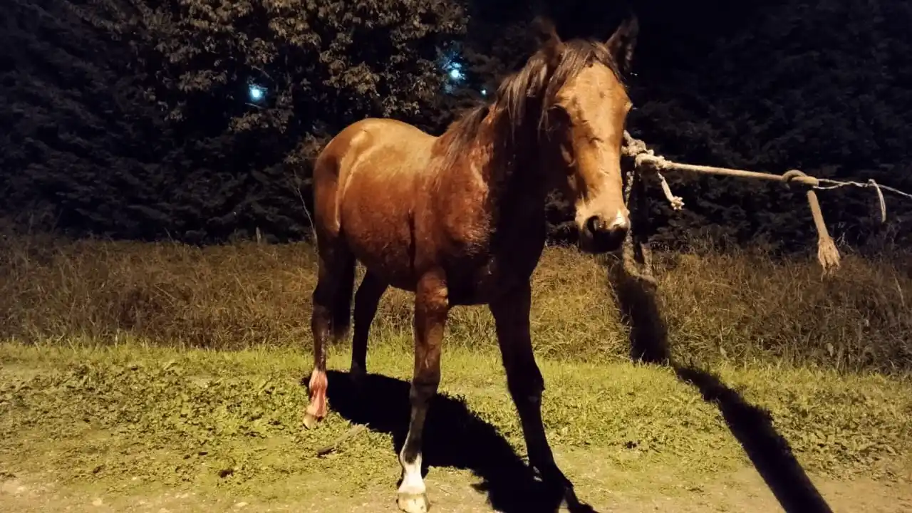 Un caballo impactó con un vehículo.