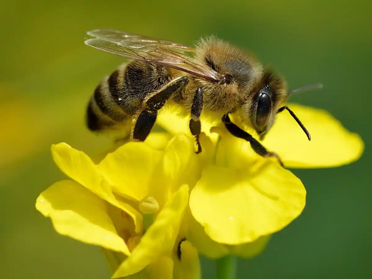 20 de mayo Día mundial de las abejas