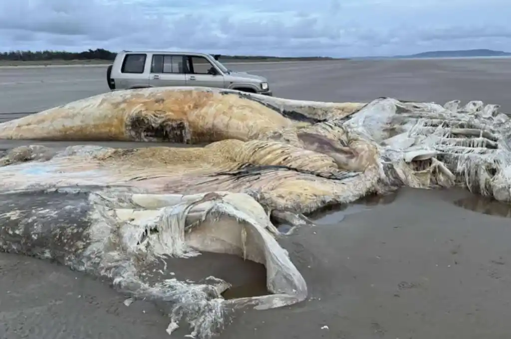 El cadáver extraordinariamente grande de un animal marino apareció en una playa de Gales. (Foto: Media Wales).