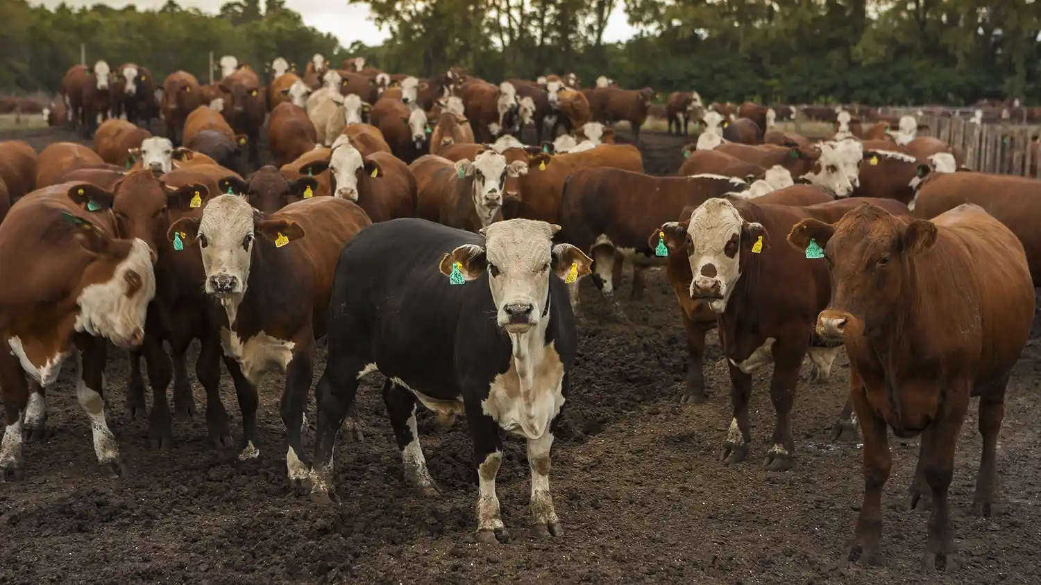 Más de 4,2 millones de animales se vacunaron contra la aftosa en la provincia