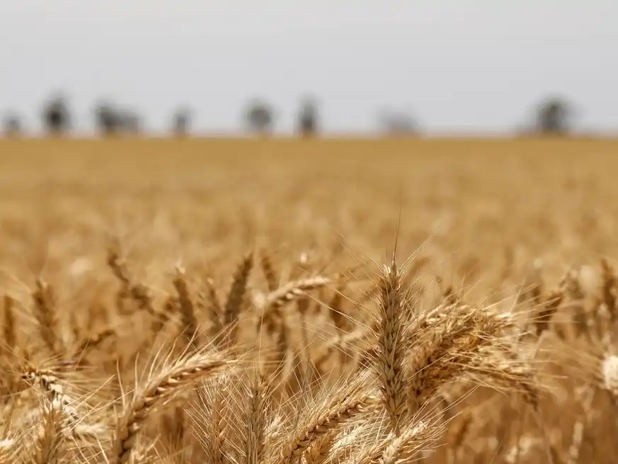 Las retenciones a la exportación de trigo pasan de 9,5% a 7,5%.