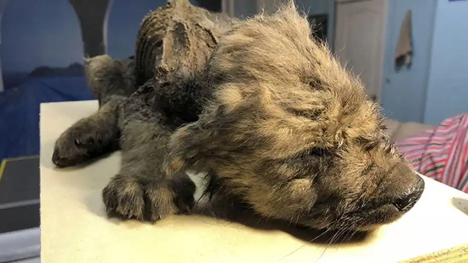 Hallaron un cachorro intacto de 18 mil años y no saben si es un perro o un lobo