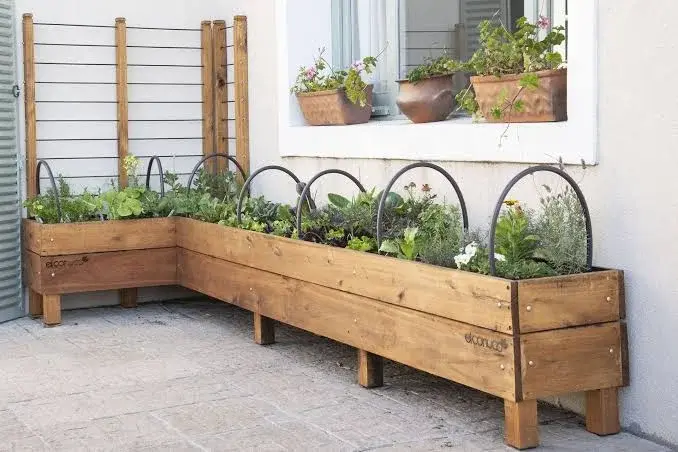 Tres plantas aromáticas que debes sembrar en macetas este noviembre