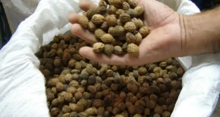 Durante toda la semana, INTA ofrece yemas de frutales de carozo a viveristas