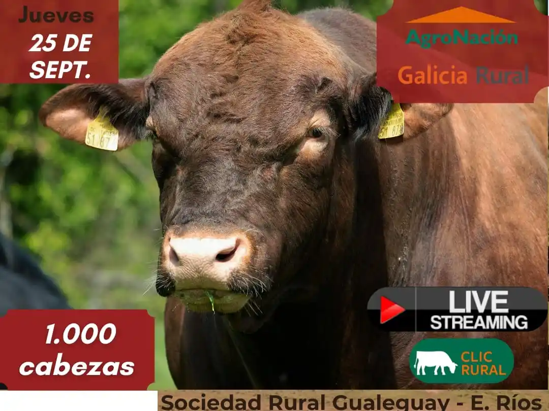 Ricardo Mendizábal remata 1.000 cabezas este jueves en Gualeguay