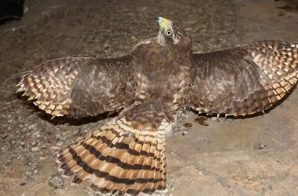 Hallaron un ave con indicios de mascotismo en el centro de la ciudad