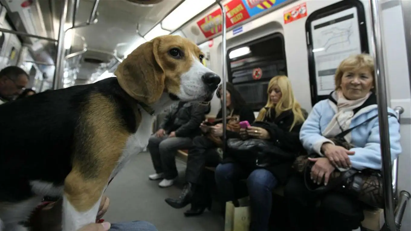 Perros y gatos podrán viajar en los subtes desde este fin de semana