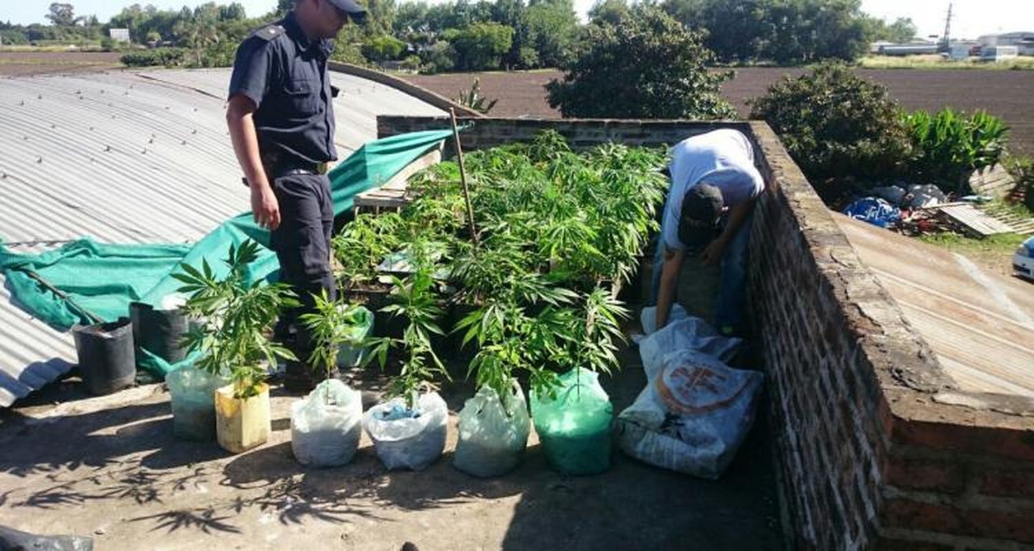 Desbaratan vivero de marihuana que abastecía a dealers sampedrinos