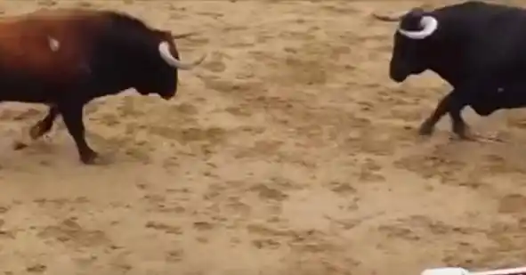 Dos toros mueren luego de brutal choque