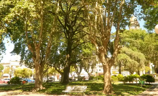 Realizan controles sobre el arbolado urbano y se preparan para plantar