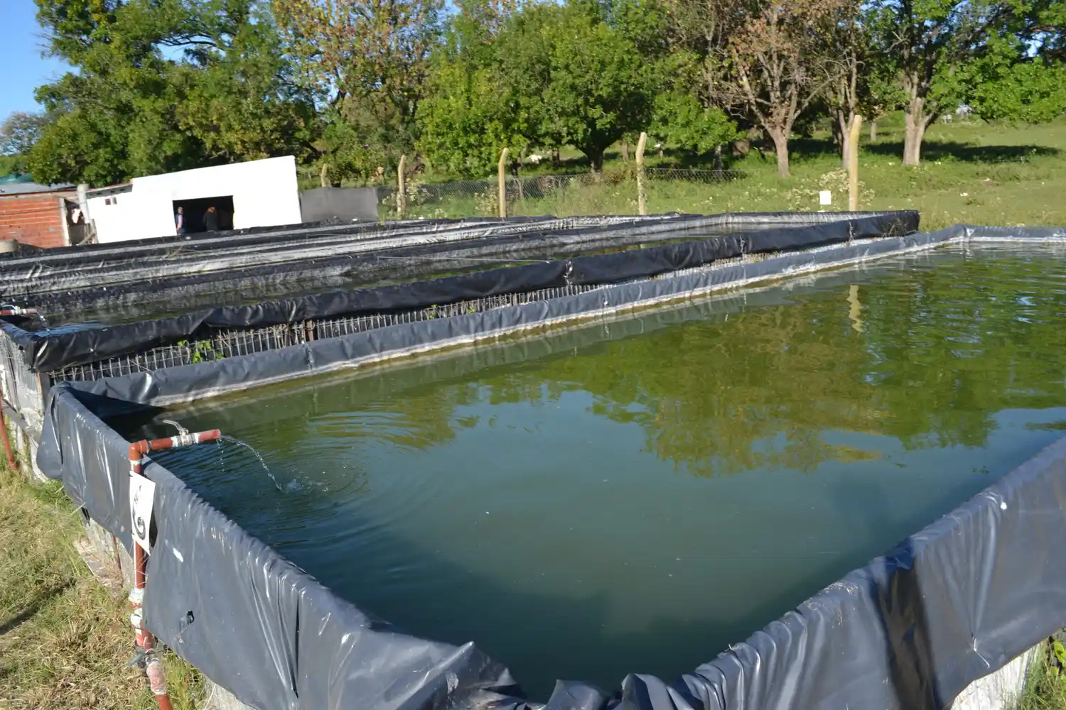 El frigorífico River Fish comenzó a producir pacú en Victoria