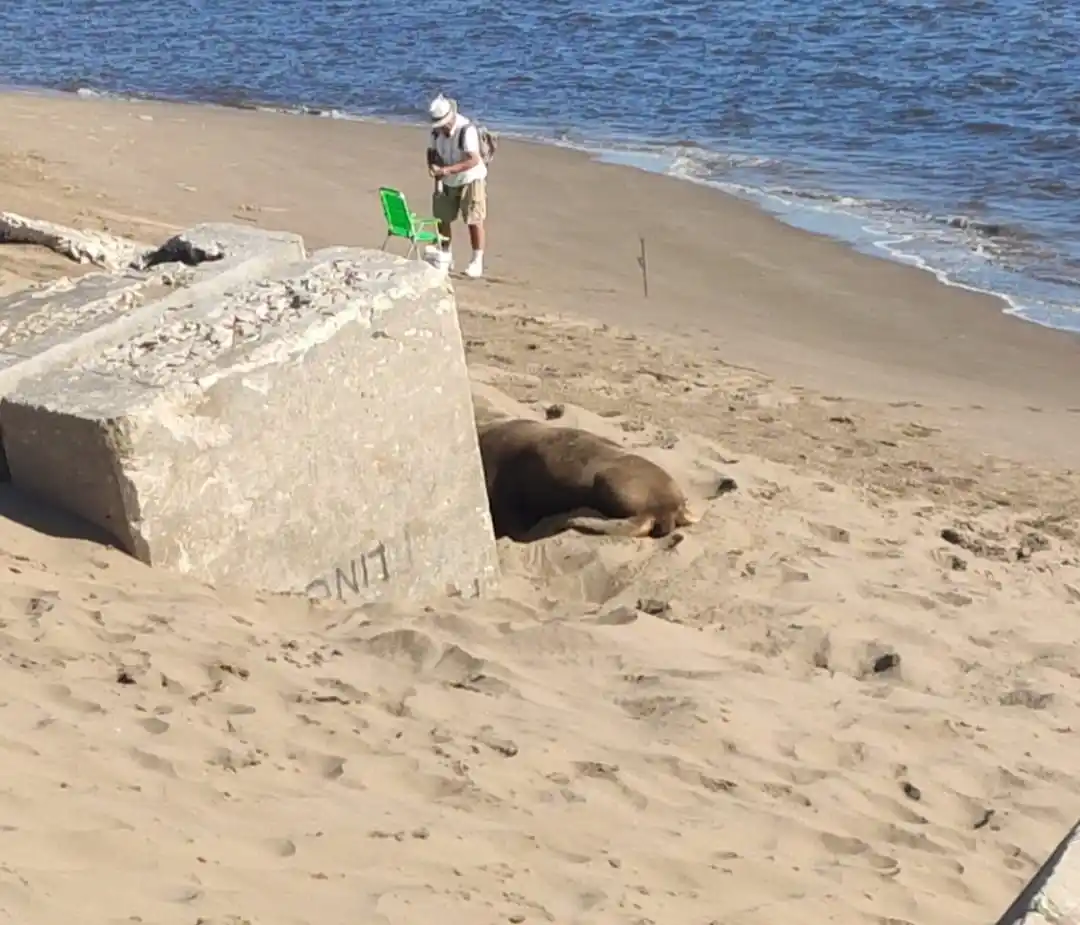 lobo marino escollera necochea