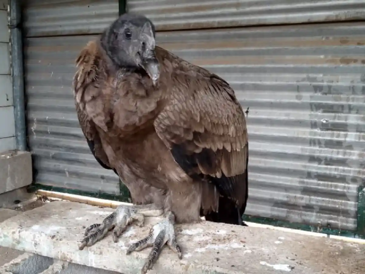 Policía Ambiental rescató un cóndor del patio de una vivienda