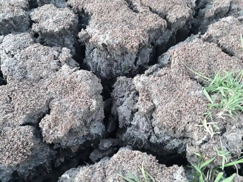 Cuando se agrieta la tierra también lo hace el bolsillo del productor