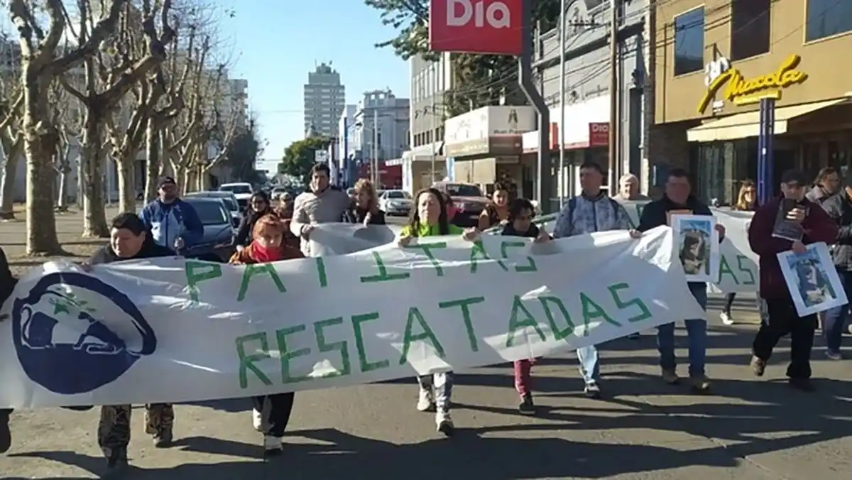 Sierra Chica: aseguran que envenenaron a más de 30 perros y gatos