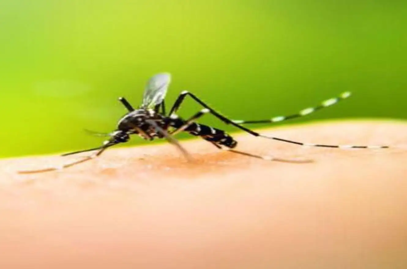 Siguen en alza los casos de dengue y piden eliminar los criaderos del mosquito transmisor