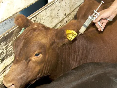Vacunación contra el carbunclo