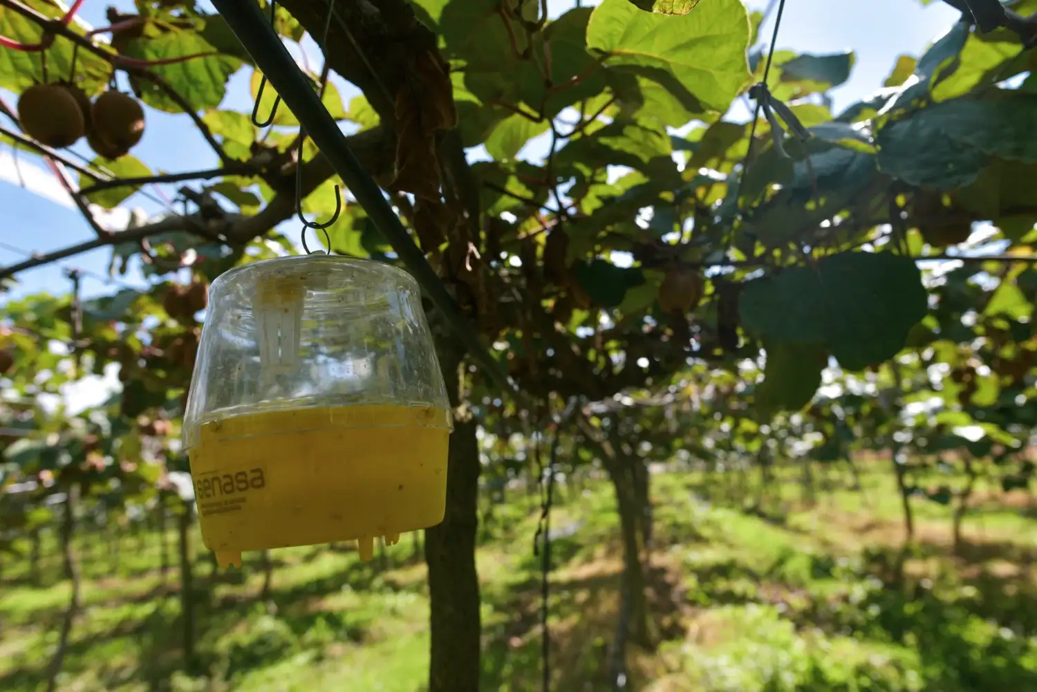 El cultivo de kiwi es uno de los que más ha crecido en el partido de General Pueyrredon, alcanzando actualmente cerca de 800 hectáreas.