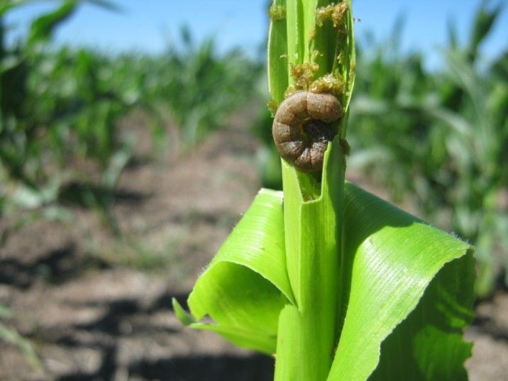 Maíz tardío: las 2 tecnologías para el manejo de plagas que no pueden faltar