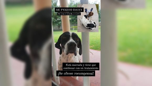 Francisco busca a Daisy