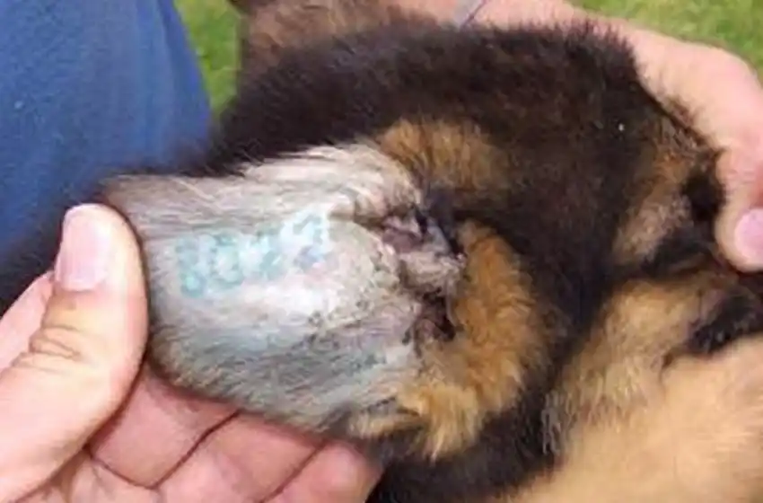 Imusa repudió los tatuajes en perros: «No pondría ni mi oreja»