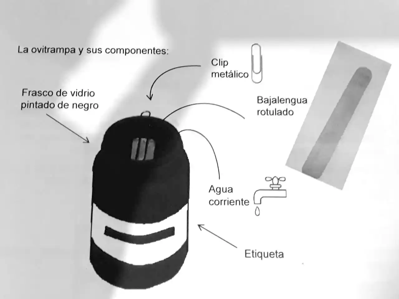 Se colocarán entre 24 y 36 ovitrampas para controlar la propagación del Dengue