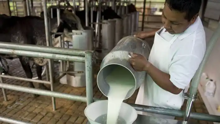 Aseguran que hay escasez de leche en las industrias de la provincia