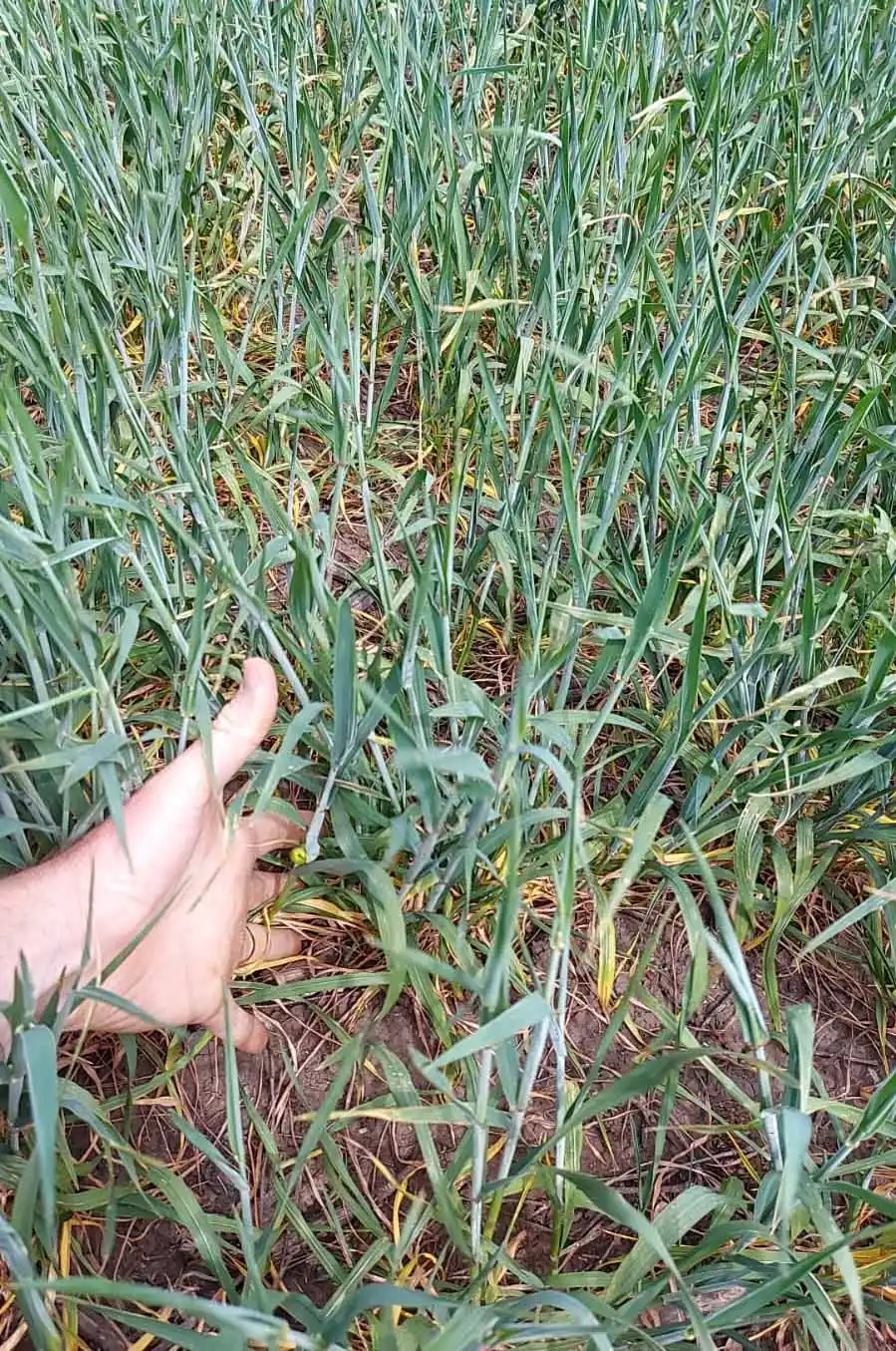 Todo lo que hay que saber para pedir la adhesión a la Emergencia Agropecuaria