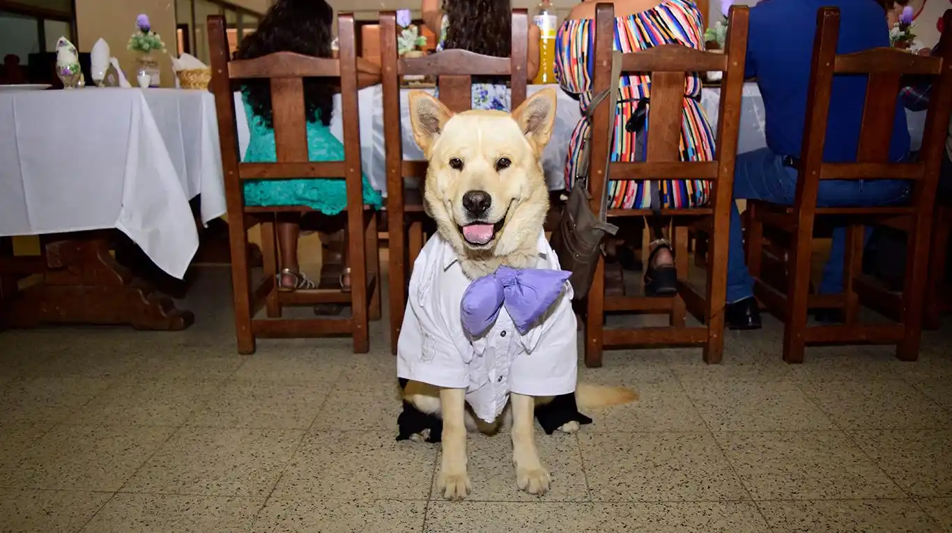 Se casaron y su perro fue testigo en la ceremonia