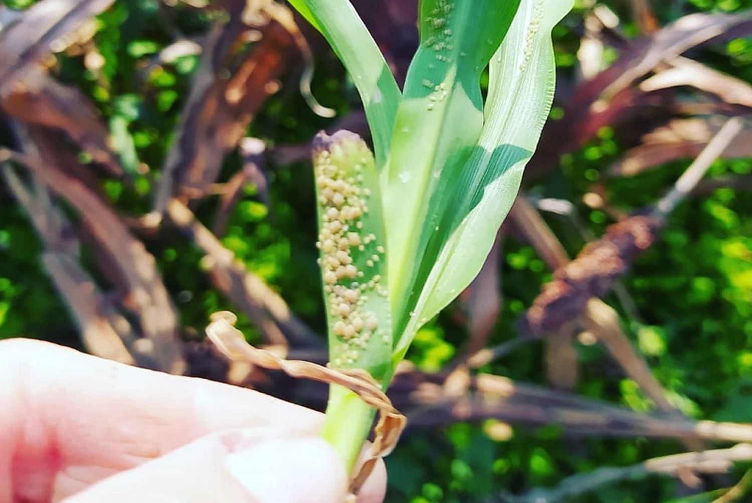 Alerta por la presencia de pulgón amarillo en sorgo