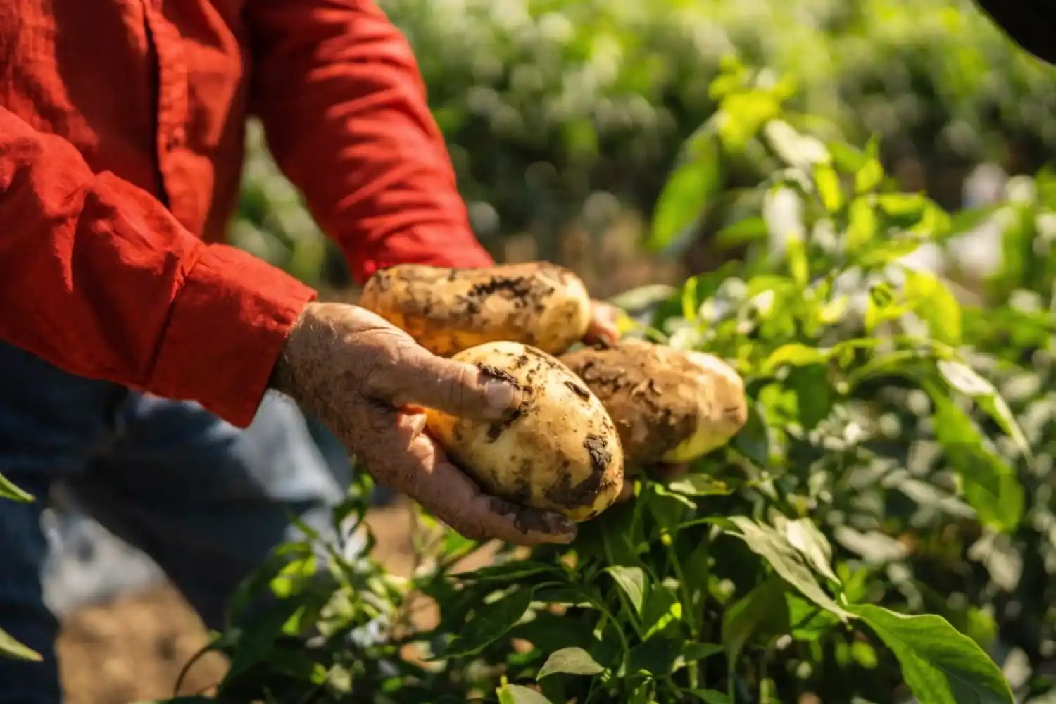 Robaban papas y fueron atrapados