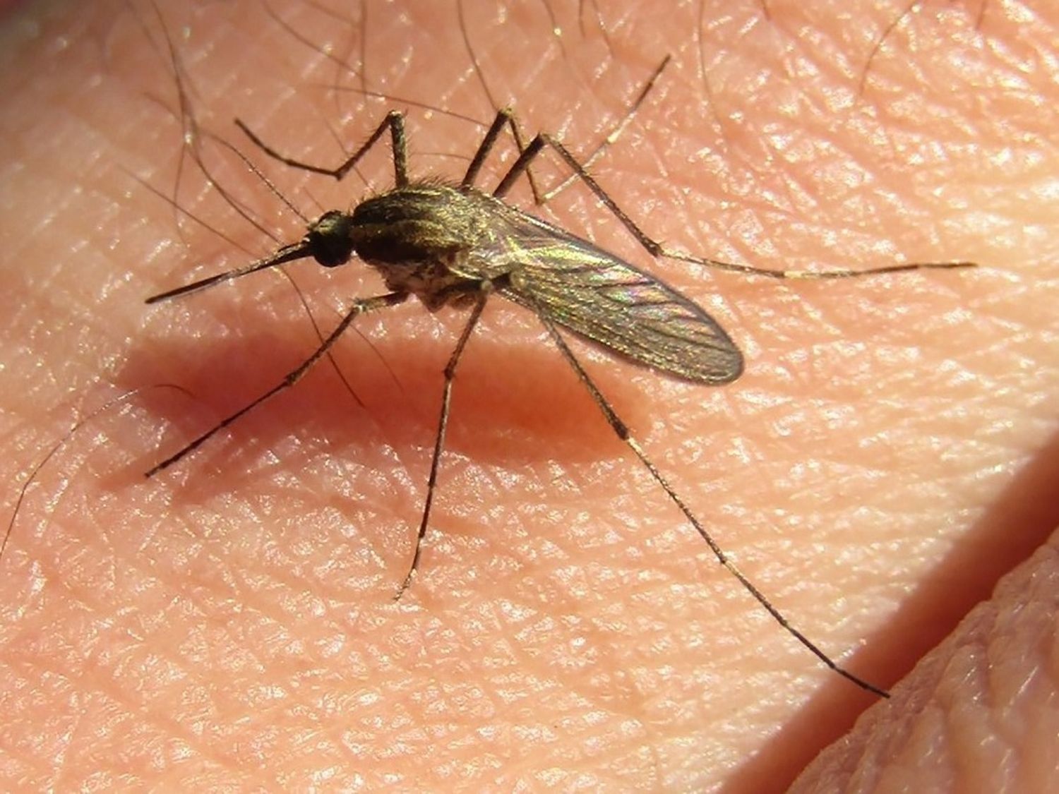 Explosión de mosquitos en Entre Ríos: Aclararon que la especie no transmite dengue