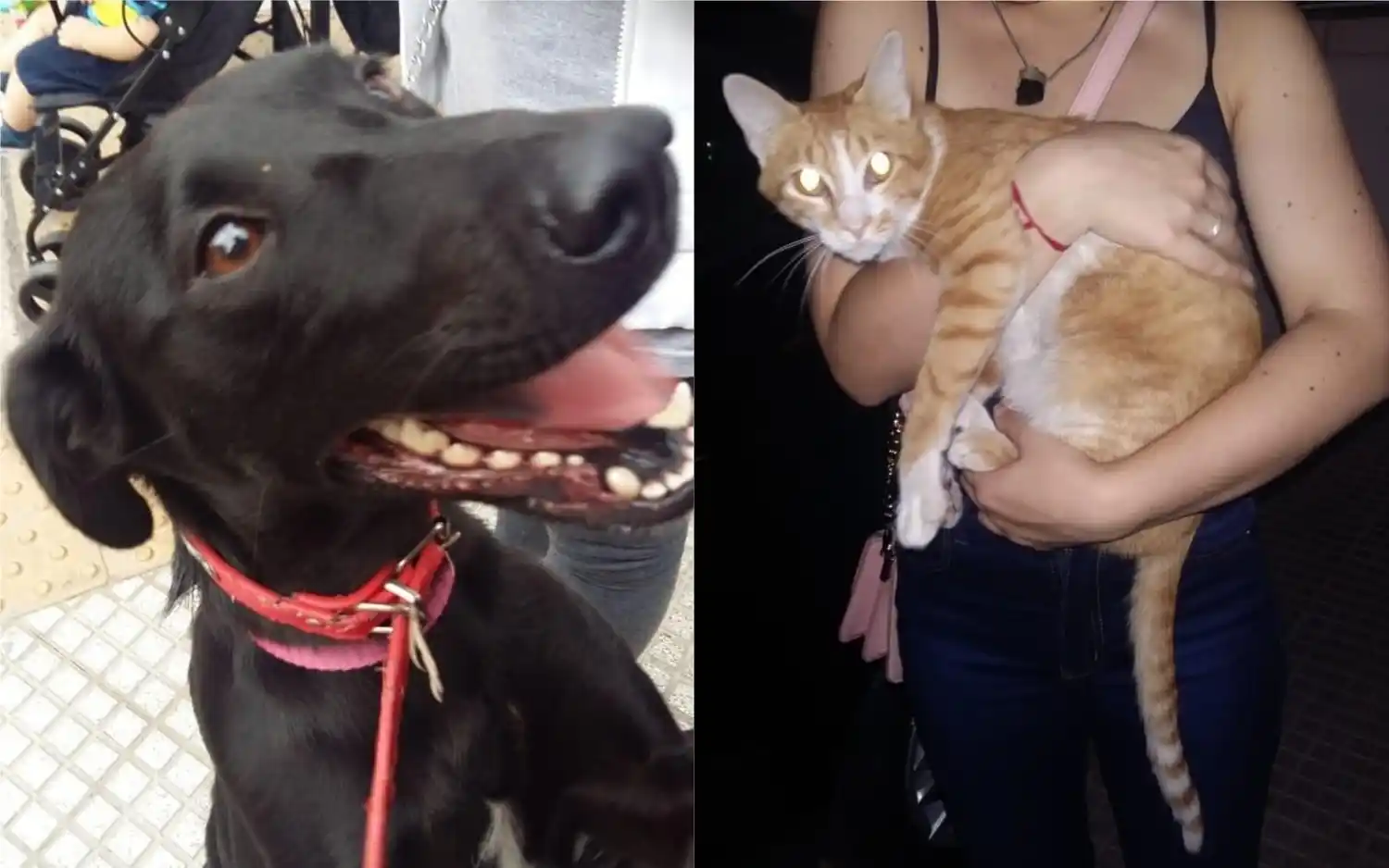 Mar de Ajó: Suspendió sus vacaciones para rescatar a dos mascotas que fueron abandonadas 