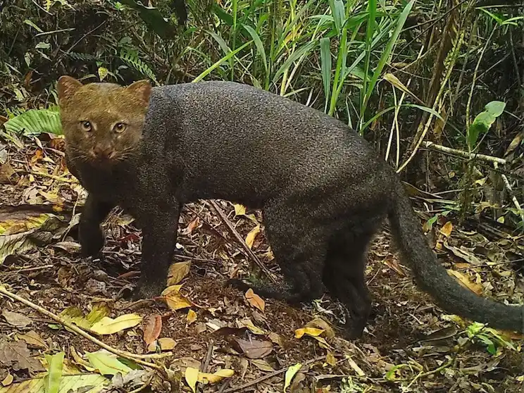 Cómo es el “gato nutria”, el extraño felino que encontraron en el patio de una casa en Entre Ríos
