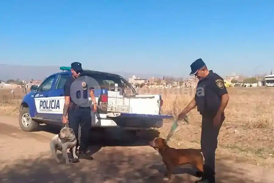 Terrorífico hecho en la región: dos pitbull mataron a un caniche y mordieron a un hombre dejándolo malherido